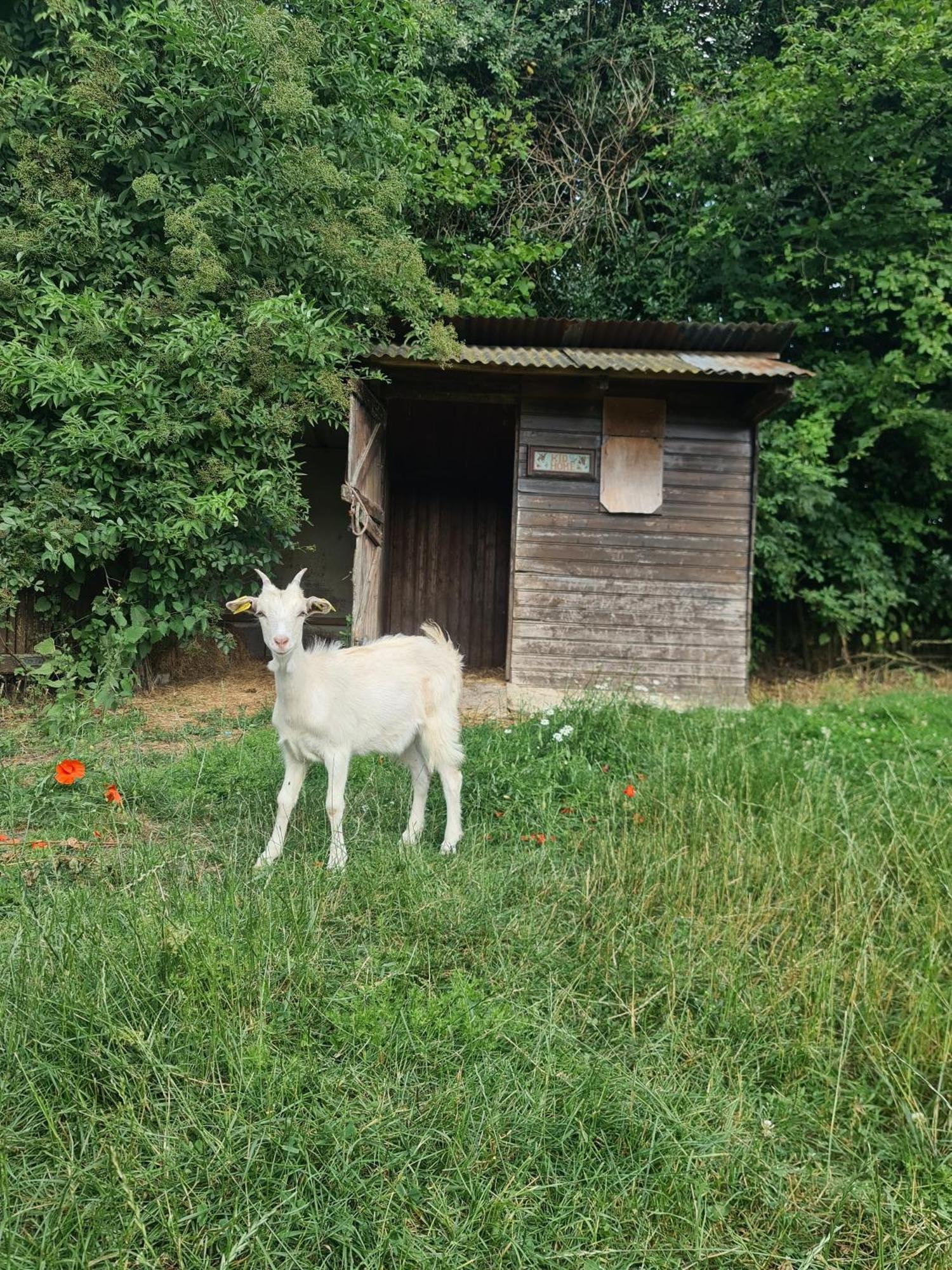 Chambre A La Ferme, Les Vergers Du Muscardin Villa Breel Exterior photo